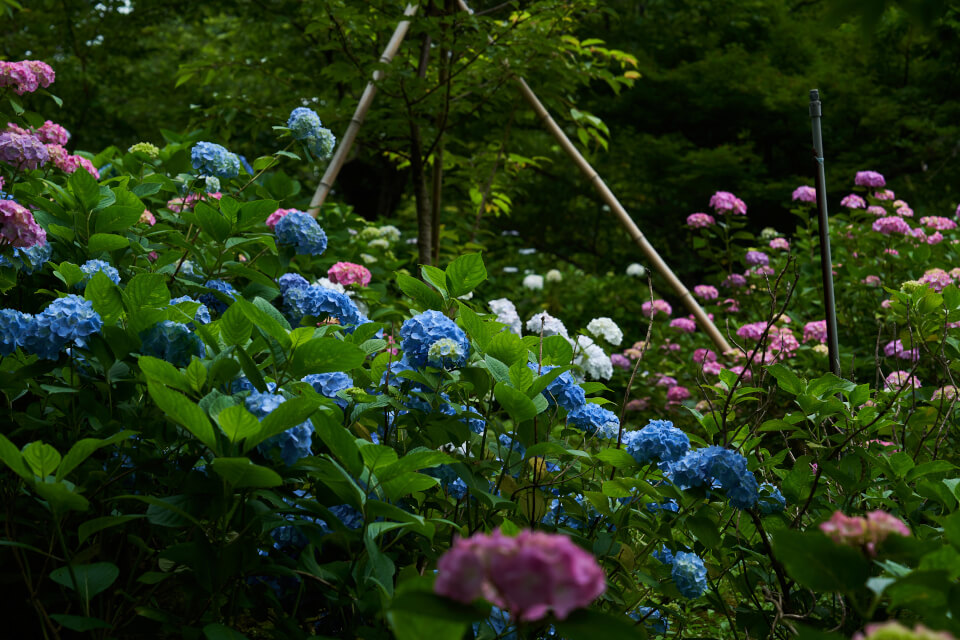 Hydrangea in Hondoji
